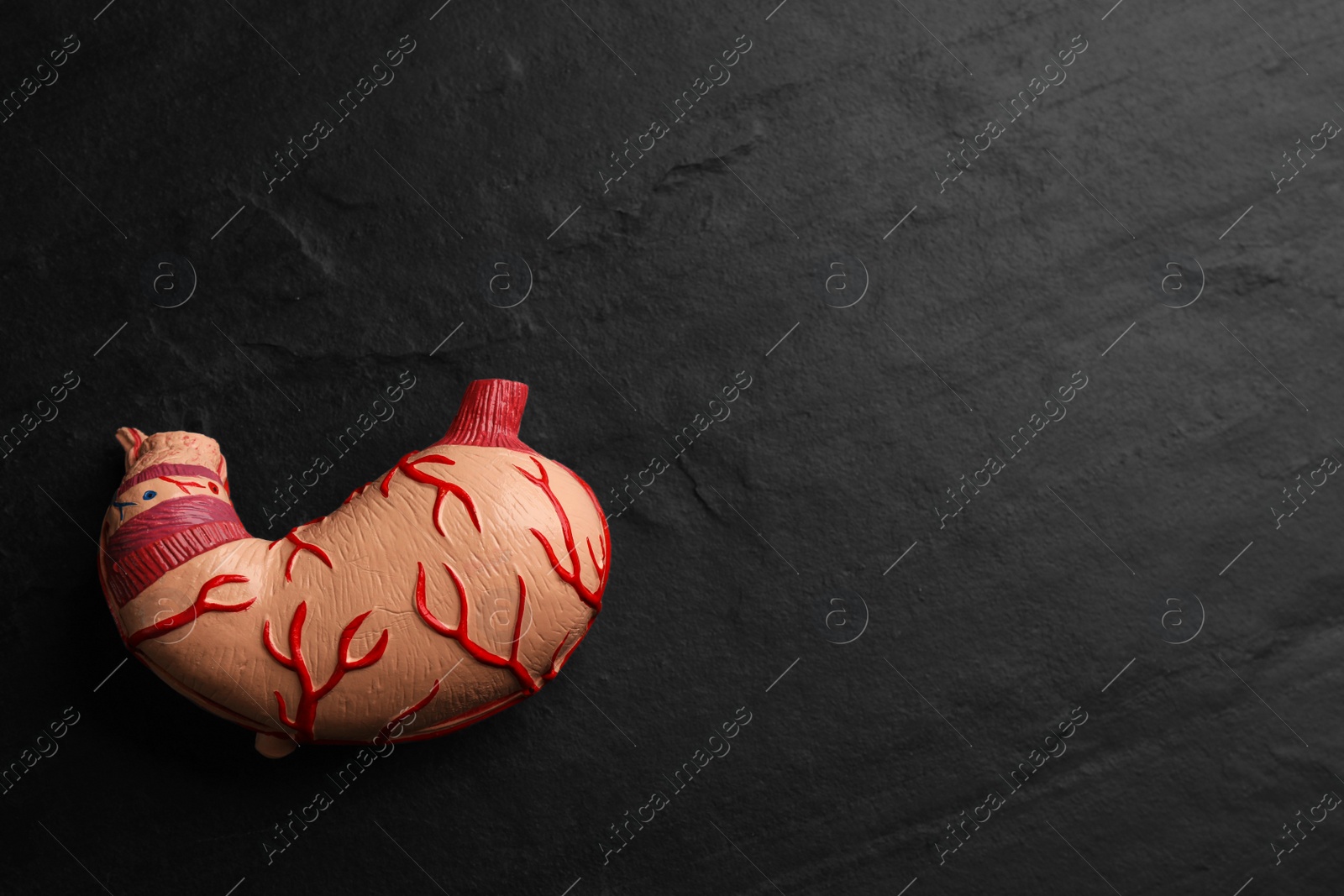 Photo of Human stomach model on black table, top view. Space for text