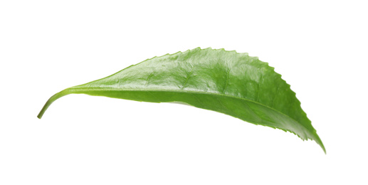 Photo of Green leaf of tea plant isolated on white