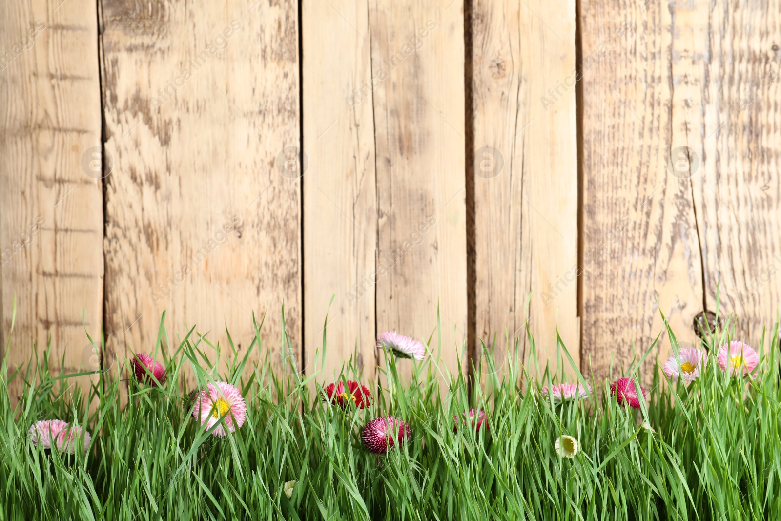 Photo of Vibrant green grass with beautiful flowers against wooden background, space for text