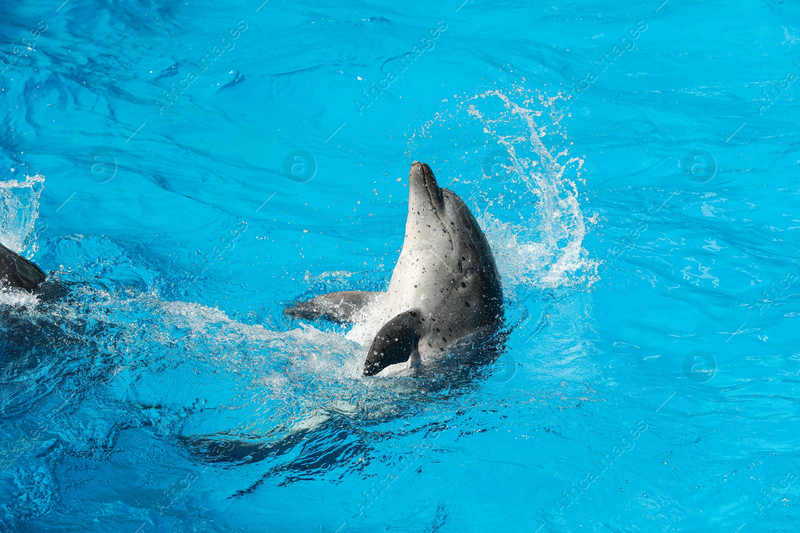 Photo of Dolphin swimming in pool at marine mammal park