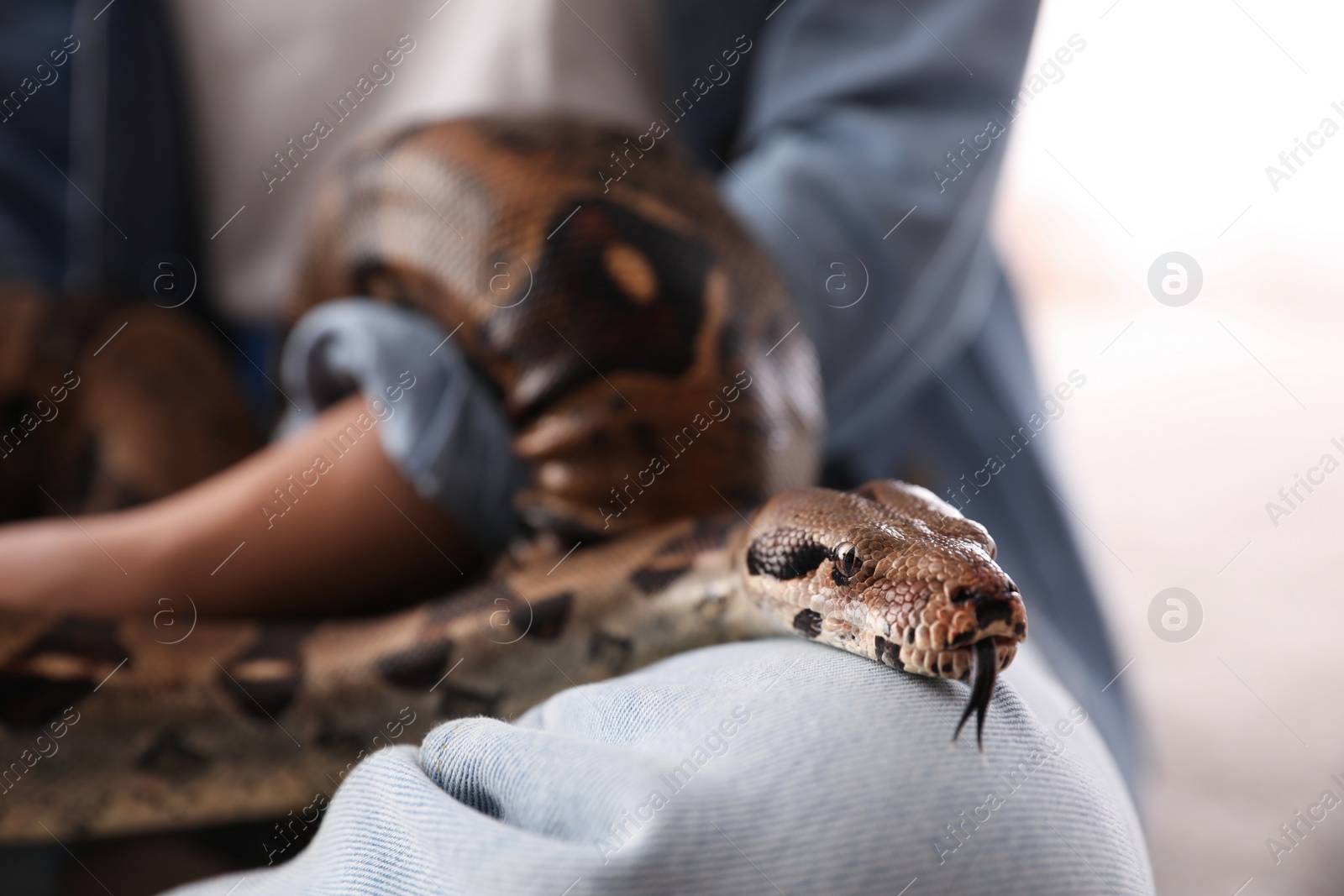 Photo of Woman with her boa constrictor at home, closeup. Exotic pet