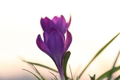 Fresh purple crocus flowers growing in spring morning