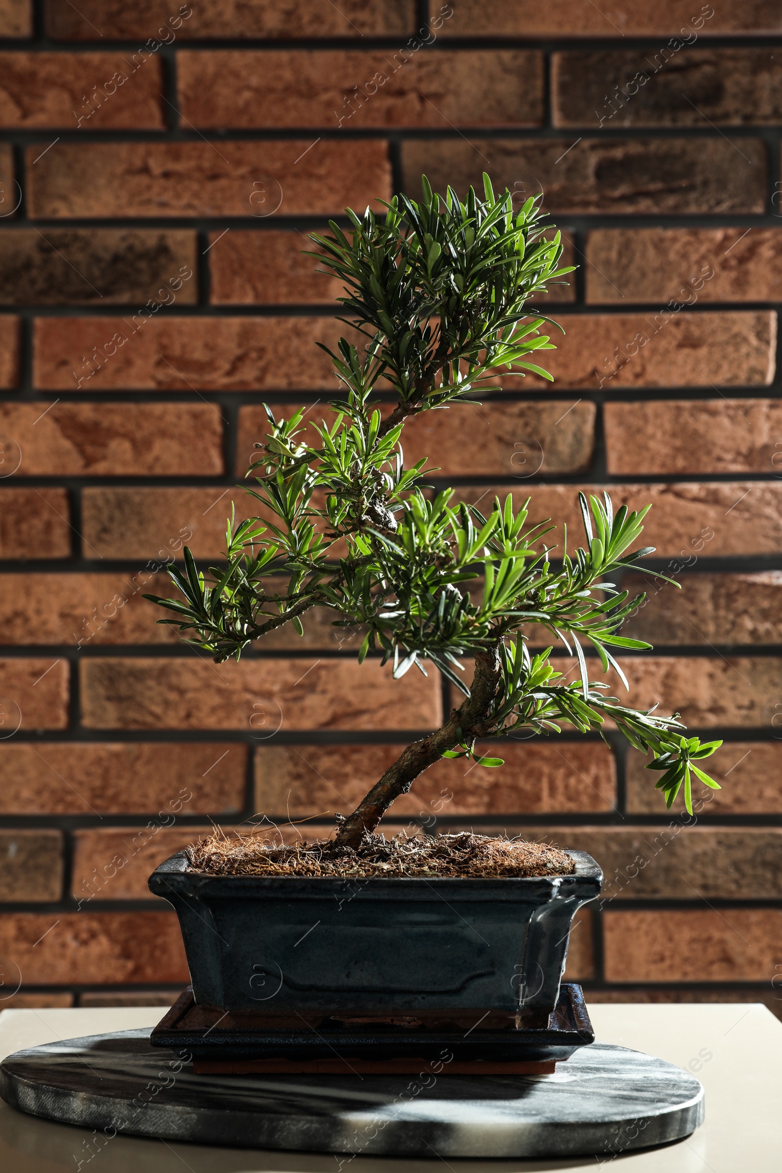 Photo of Japanese bonsai plant on table near brick wall. Creating zen atmosphere at home