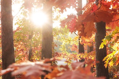 Photo of Picturesque view of forest with trees on sunny day. Autumn season