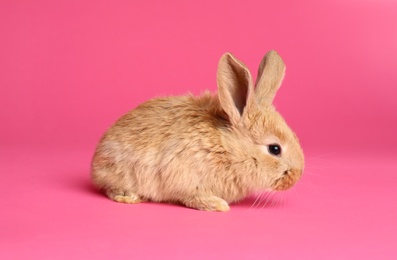 Photo of Adorable furry Easter bunny on color background