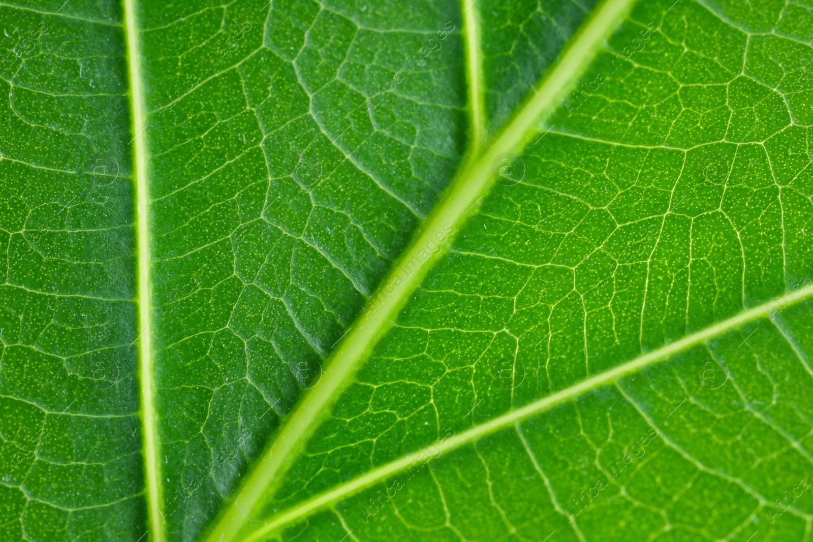 Photo of Macro photo of green leaf as background