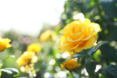 Beautiful rose in blooming garden on sunny day