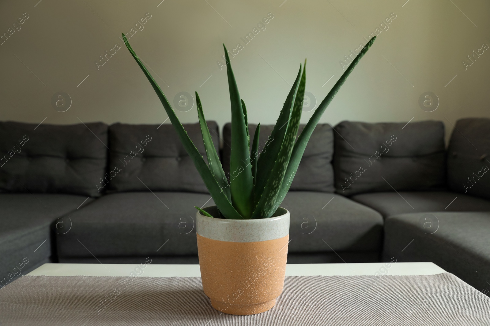 Photo of Beautiful potted aloe vera plant on table in living room