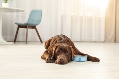 Photo of Cute friendly dog lying near feeding bowl on floor in room