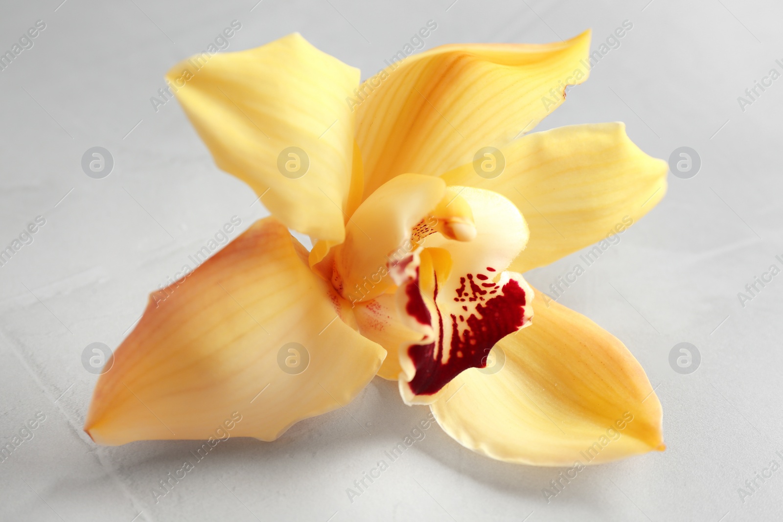 Photo of Beautiful tropical orchid flower on grey background, closeup