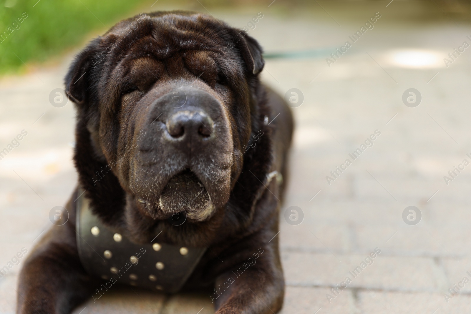 Photo of Cute black shar-pei dog outdoors. Space for text