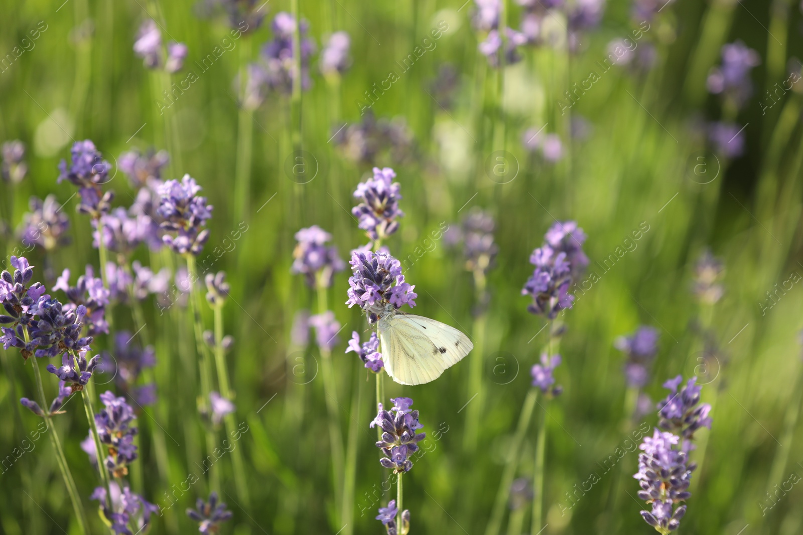 Photo of Beautiful butterfly on blooming lavender plant in field, closeup