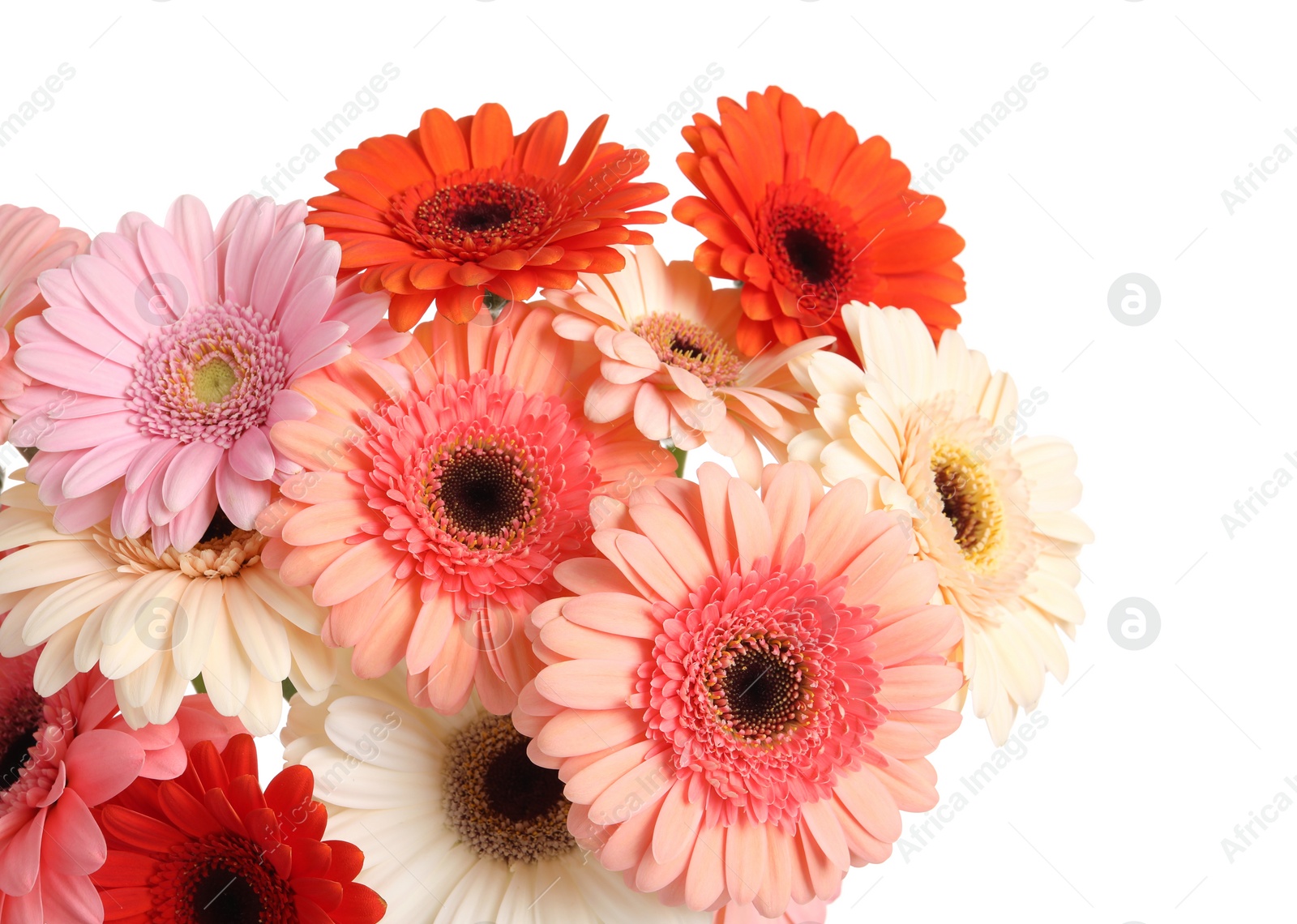 Photo of Bouquet of beautiful colorful gerbera flowers on white background