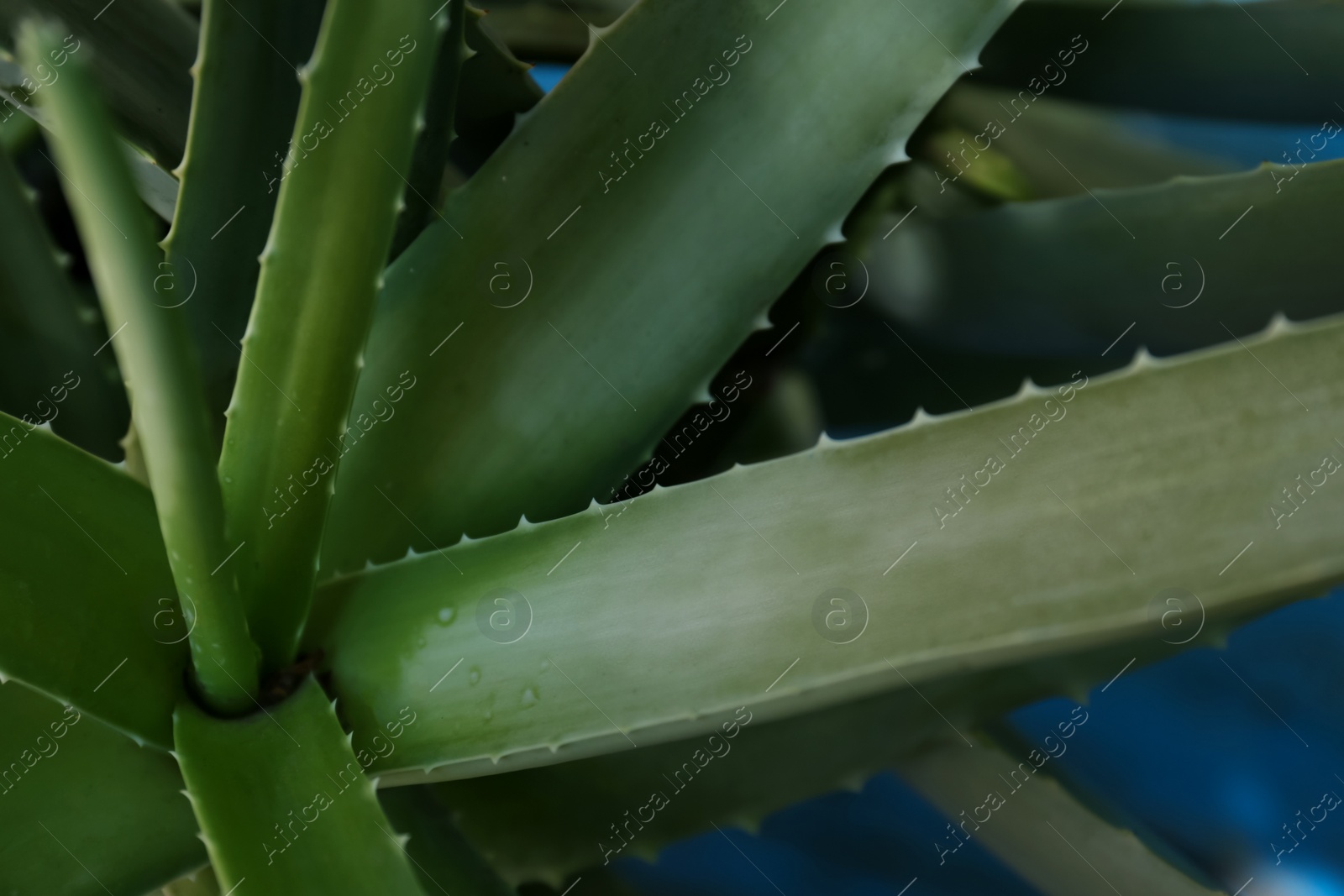 Photo of Closeup view of beautiful green aloe vera plant