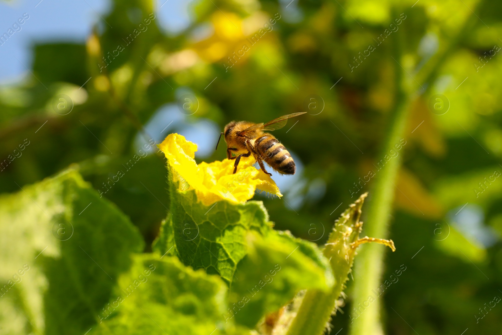 Photo of Honeybee collecting nectar from yellow flower outdoors, closeup