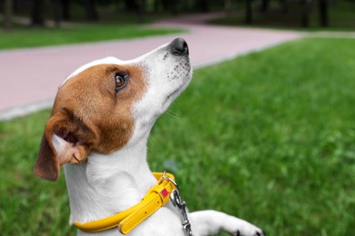 Photo of Beautiful Jack Russell Terrier in yellow dog collar outdoors. Space for text