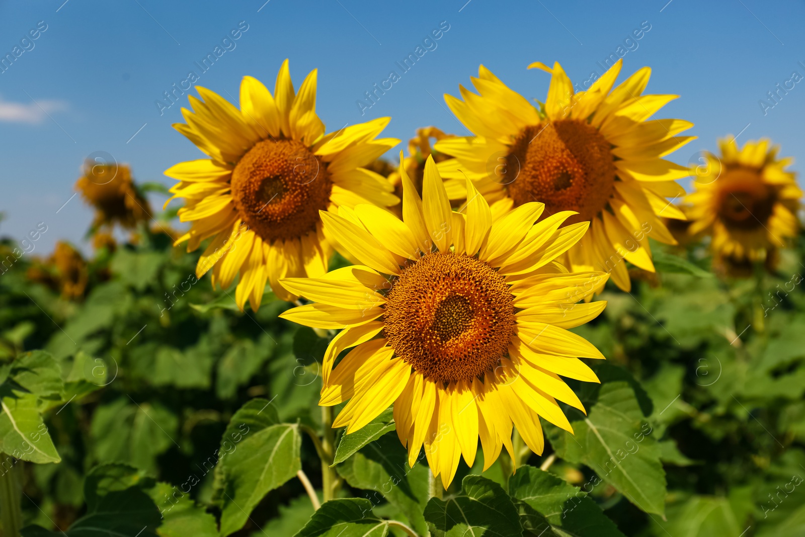 Photo of Beautiful view of sunflowers growing in field