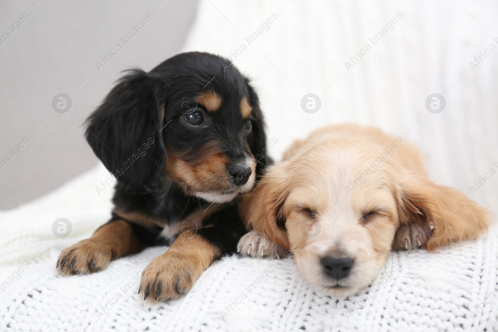 Photo of Cute English Cocker Spaniel puppies on soft plaid