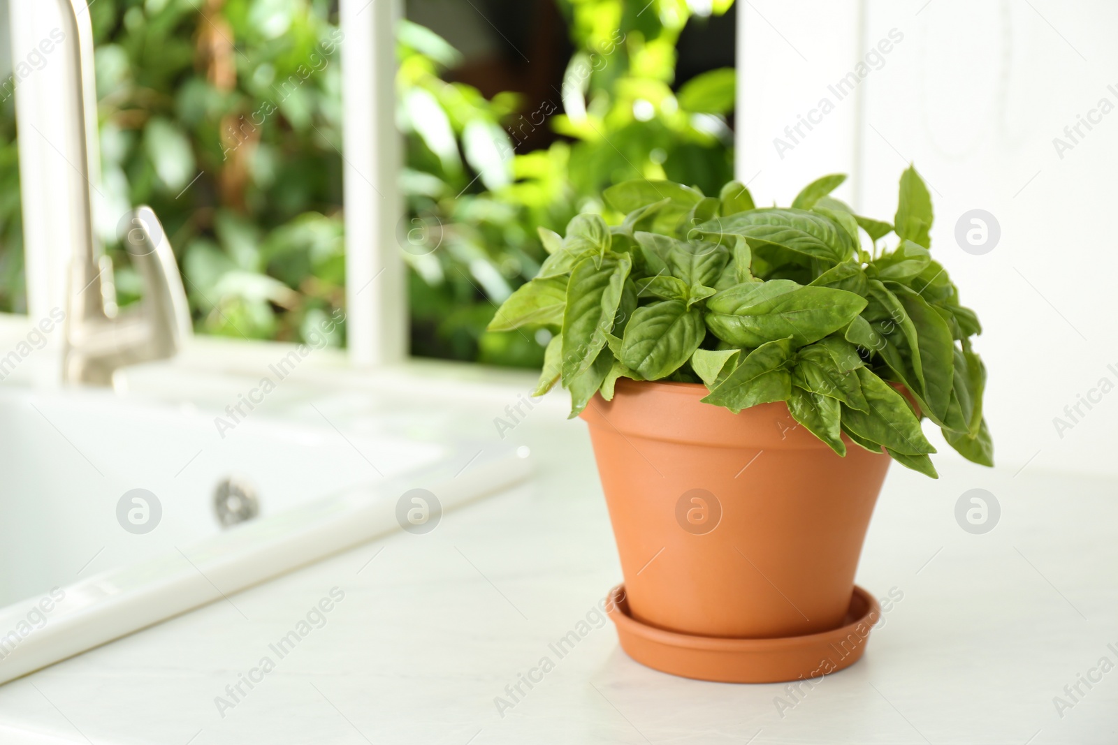 Photo of Fresh green basil in pot on countertop in kitchen. Space for text