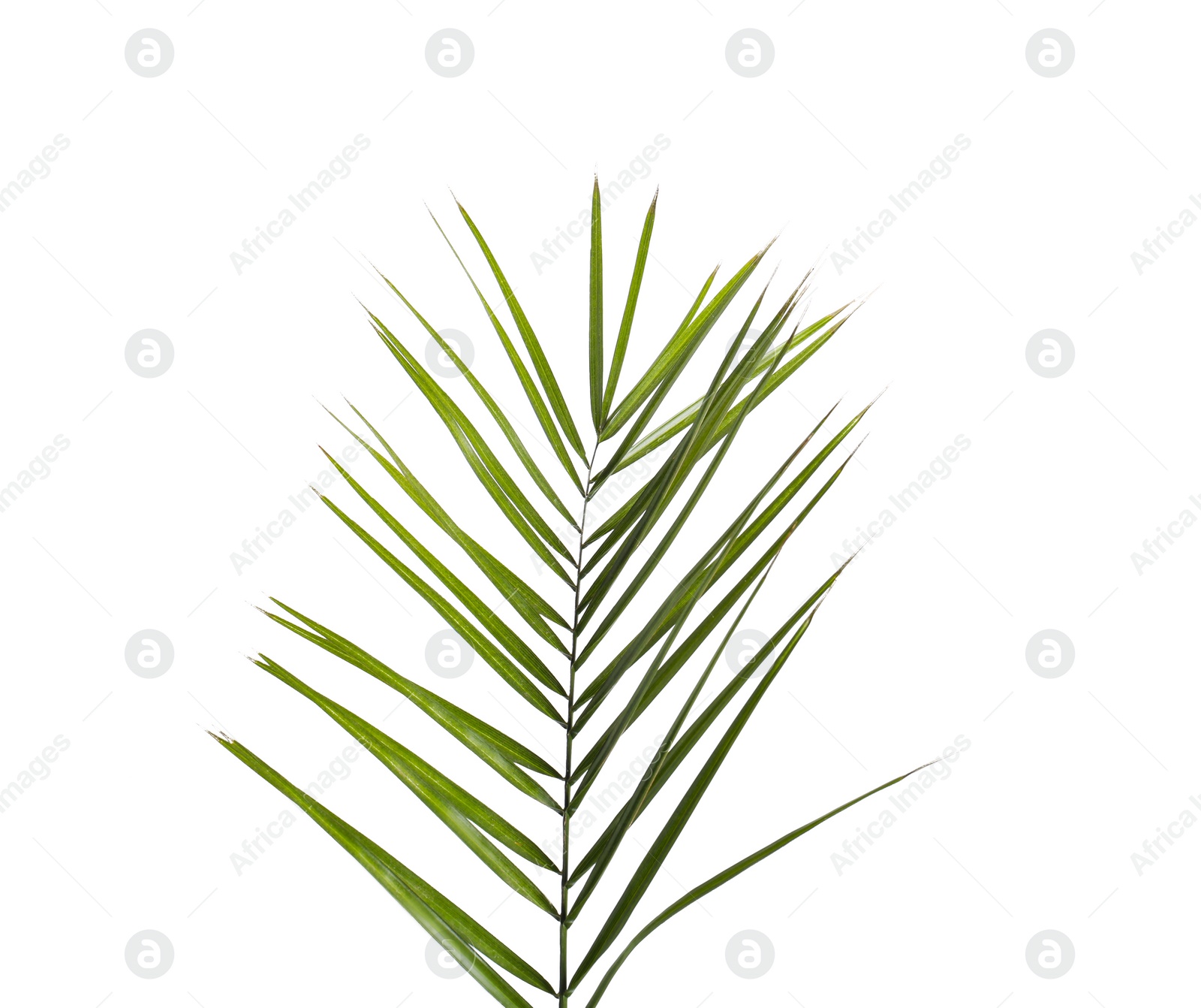 Photo of Green beautiful tropical leaf isolated on white