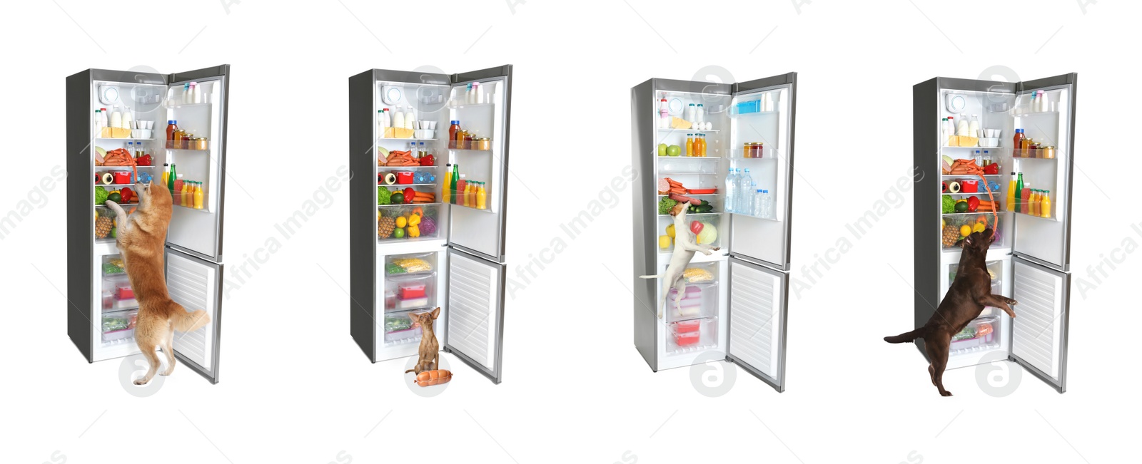 Image of Cute dogs near open refrigerators on white background, collage. Banner design