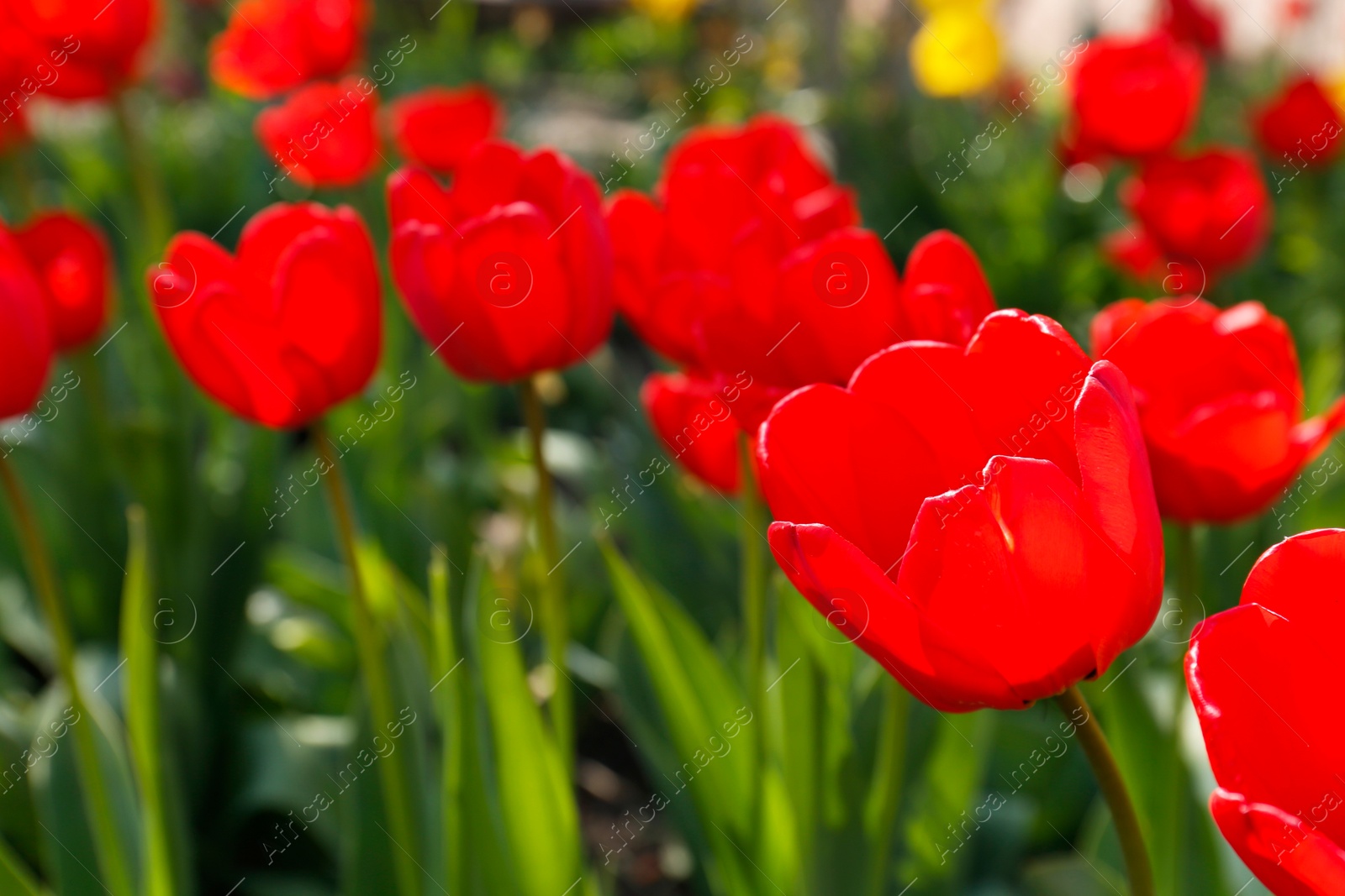 Photo of Beautiful bright red tulips outdoors on sunny day, closeup