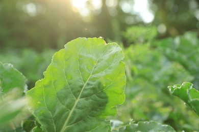 Photo of Green leaves of beet in field, closeup