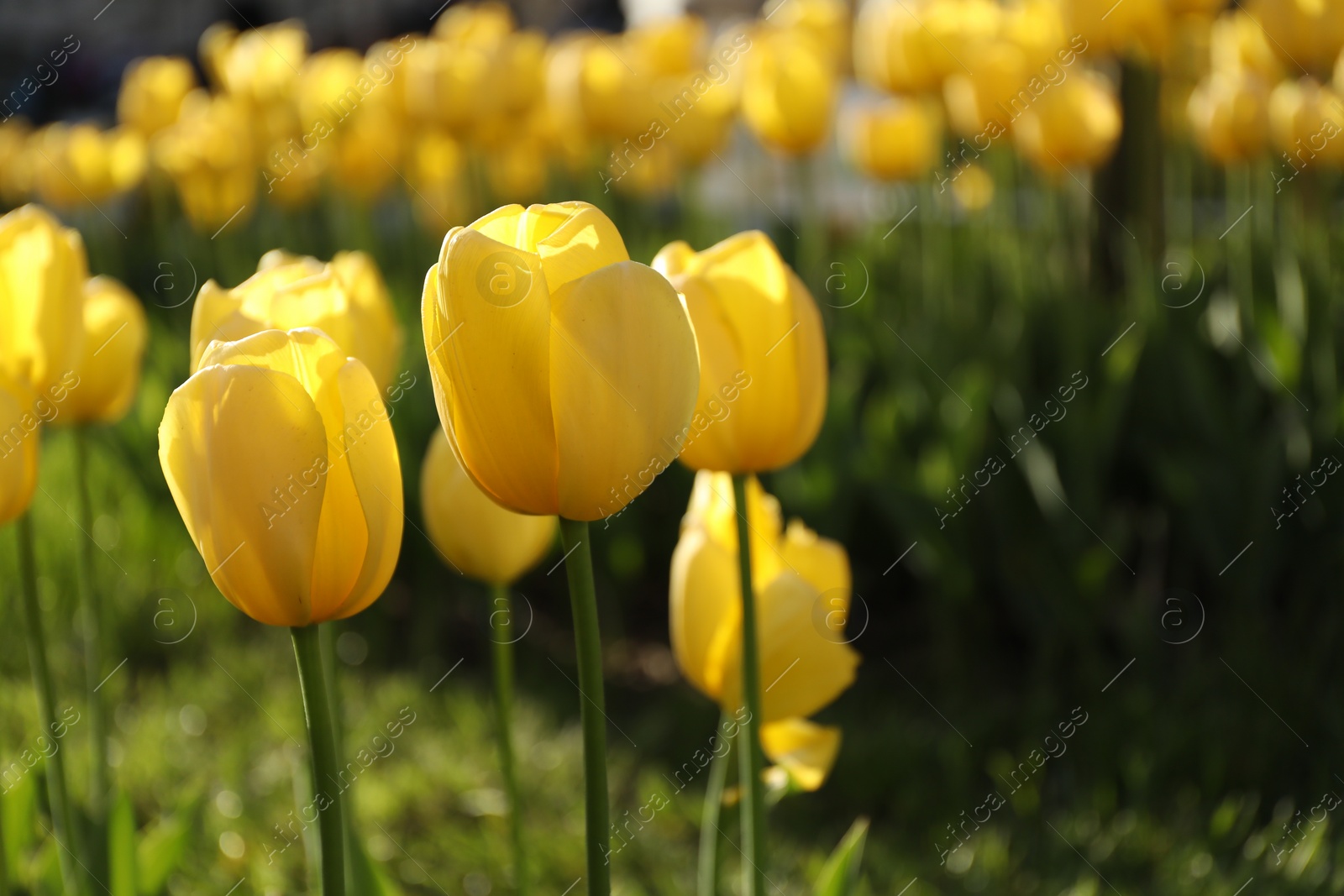 Photo of Beautiful yellow tulips growing outdoors on sunny day, closeup. Spring season