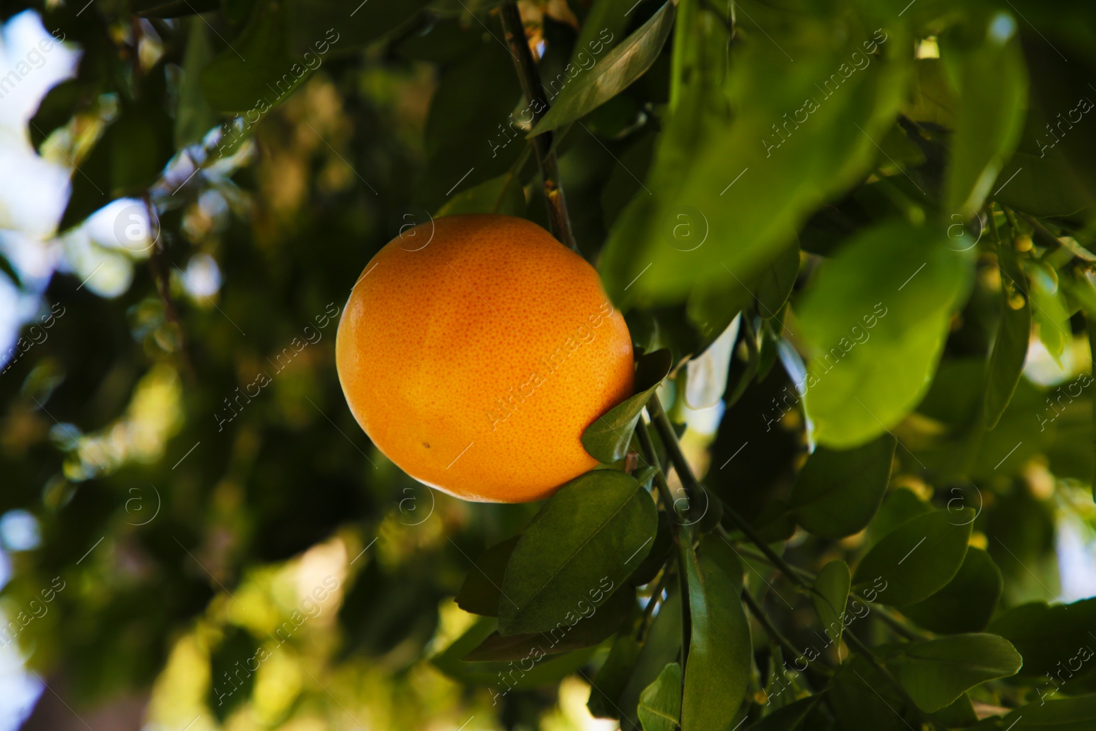 Photo of Ripe grapefruit growing on tree in garden