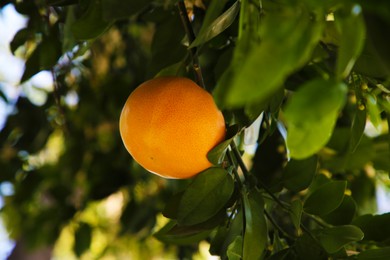 Ripe grapefruit growing on tree in garden