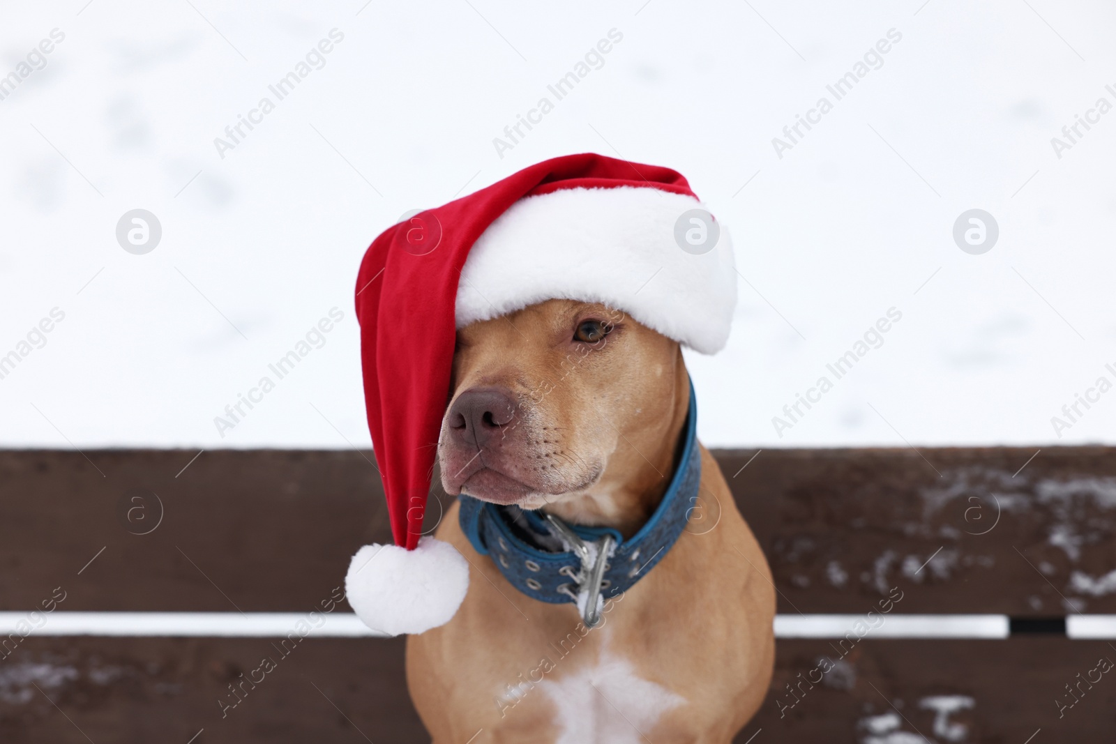 Photo of Cute dog wearing Santa hat on bench outdoors