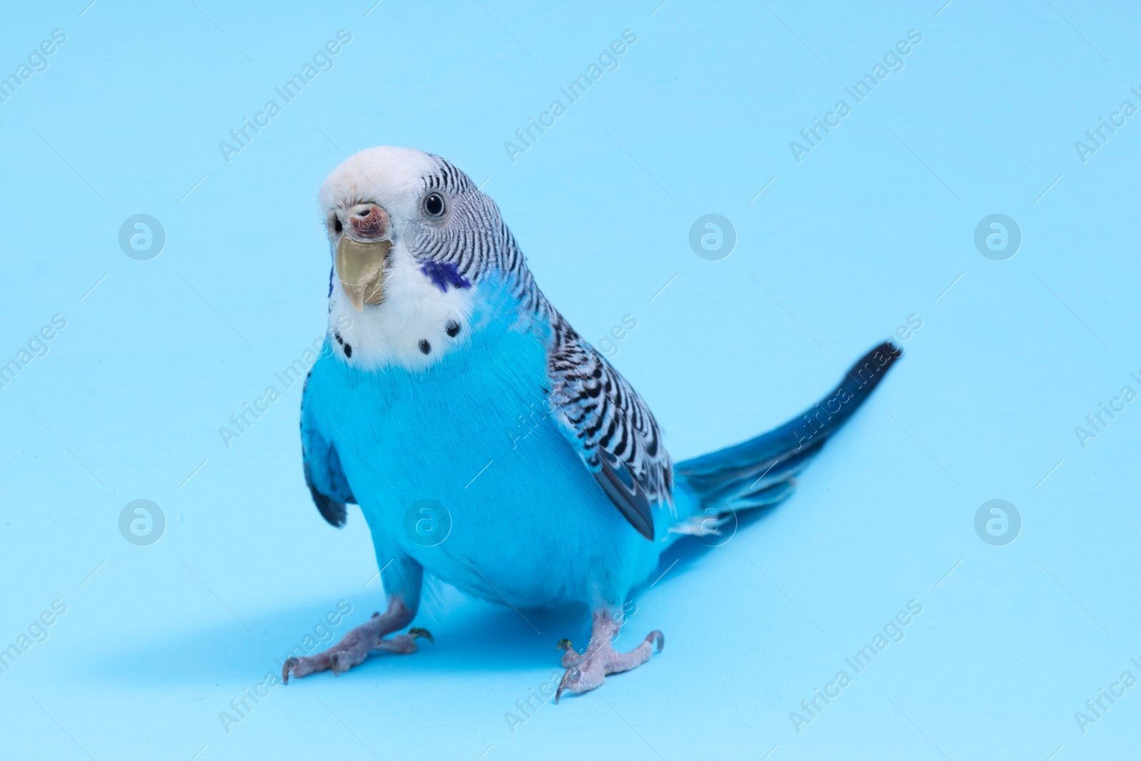 Photo of Beautiful bright parrot on light blue background. Exotic pet