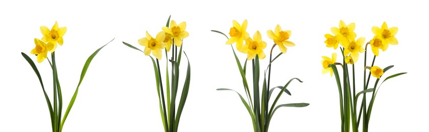 Image of Set with beautiful yellow daffodils on white background. Banner design