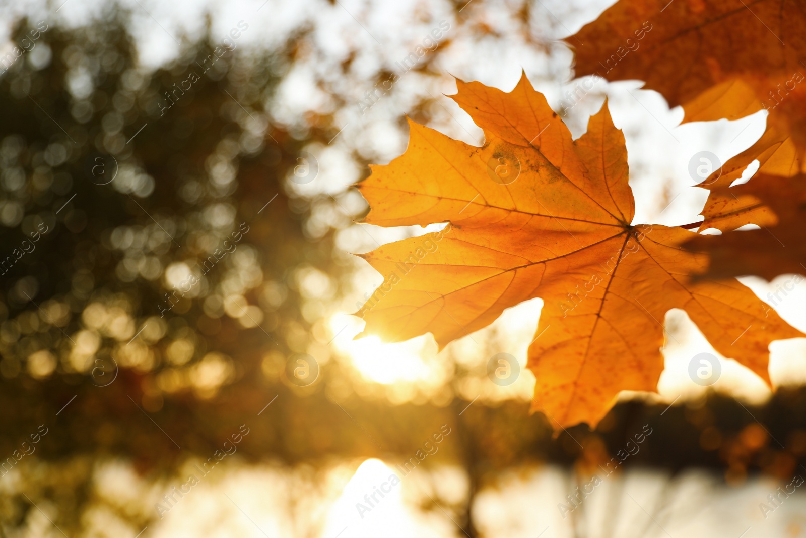 Photo of Tree branch with sunlit golden leaves in park, closeup. Autumn season