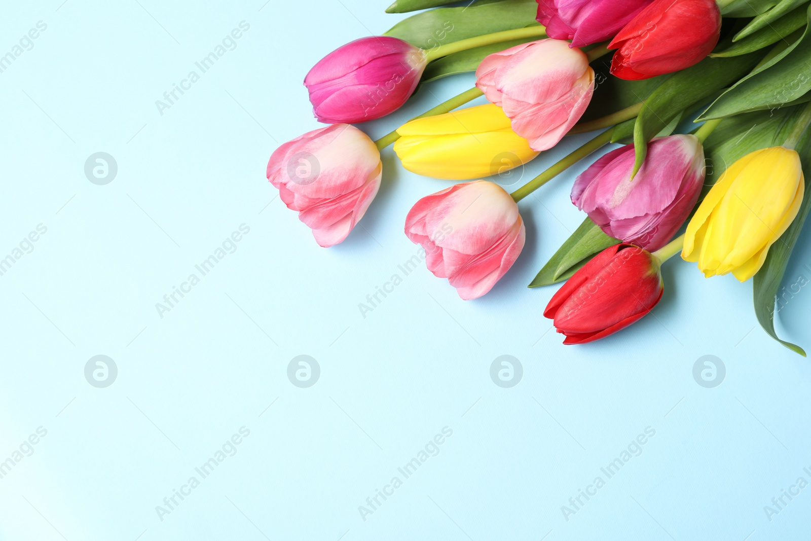 Photo of Beautiful colorful tulip flowers on light blue background, top view. Space for text