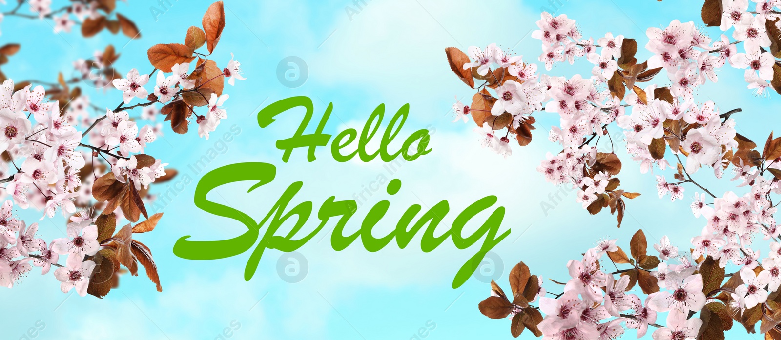 Image of Hello Spring. Tree branches with beautiful flowers outdoors, banner design