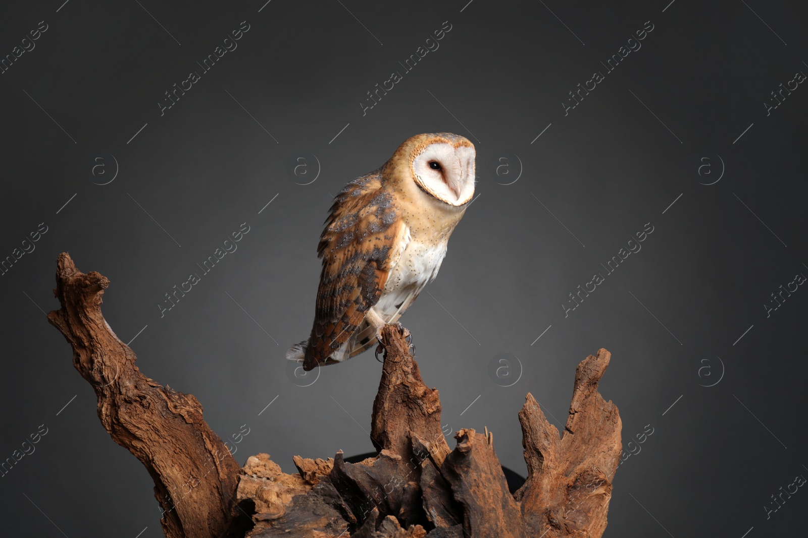 Photo of Beautiful common barn owl on tree against grey grey background
