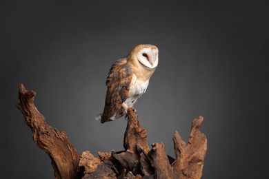 Photo of Beautiful common barn owl on tree against grey grey background