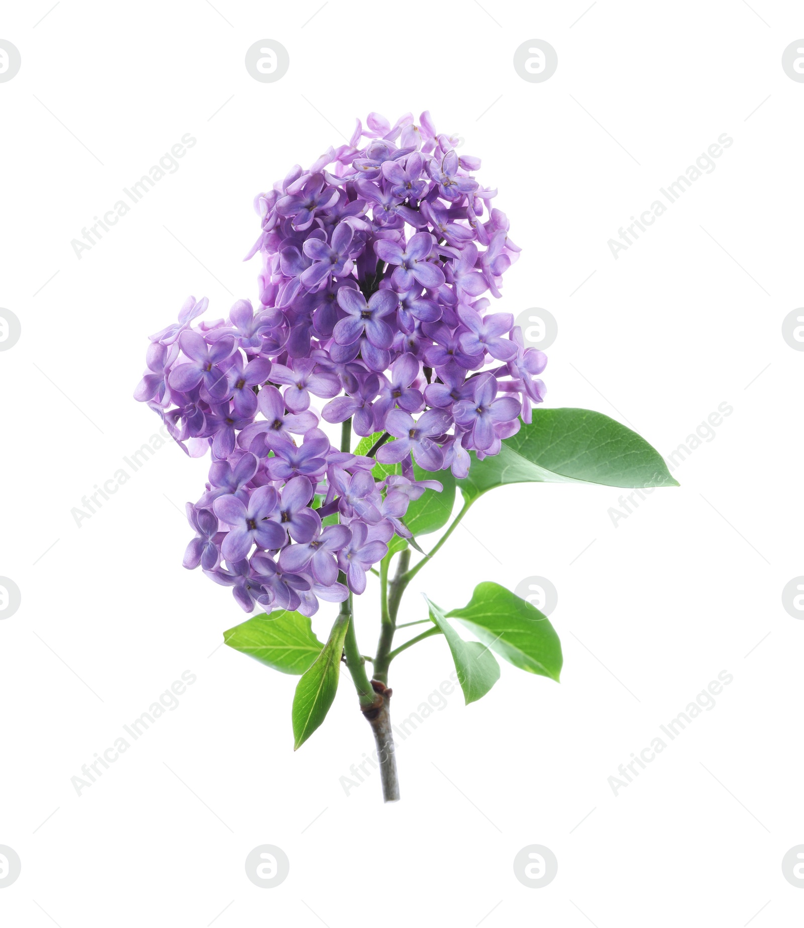 Photo of Beautiful blossoming lilac branch with leaves isolated on white