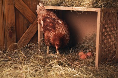 Photo of Beautiful chicken near nesting box with eggs in henhouse