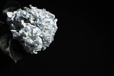 Photo of Beautiful hydrangea on black background, space for text. Floral card design with dark vintage effect