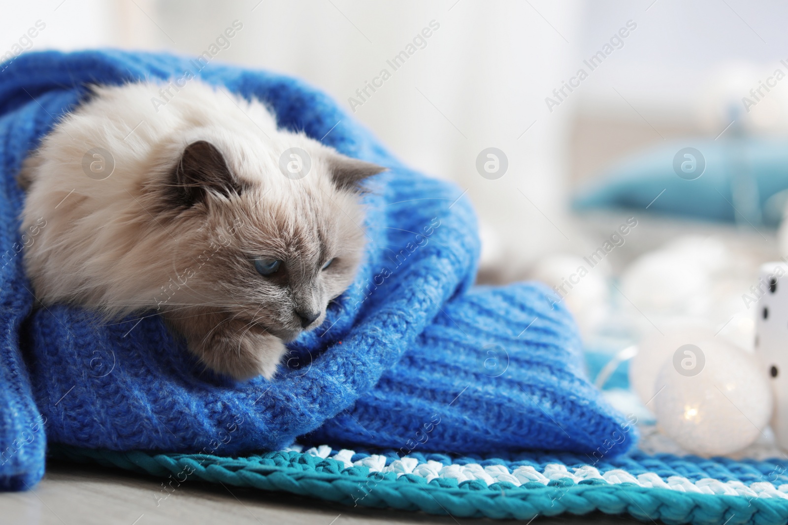 Photo of Cute cat wrapped in knitted sweater lying on floor at home. Warm and cozy winter