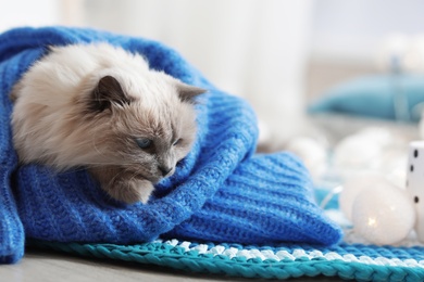 Photo of Cute cat wrapped in knitted sweater lying on floor at home. Warm and cozy winter