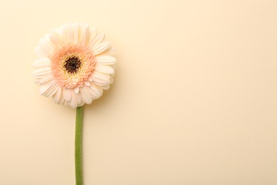 Photo of Beautiful gerbera flower on beige background, top view. Space for text