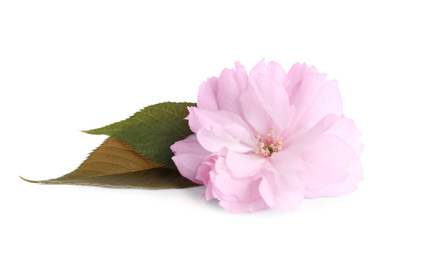 Beautiful sakura blossom isolated on white. Spring season