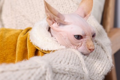 Photo of Cute Sphynx cat in warm sweater at home, closeup. Lovely pet