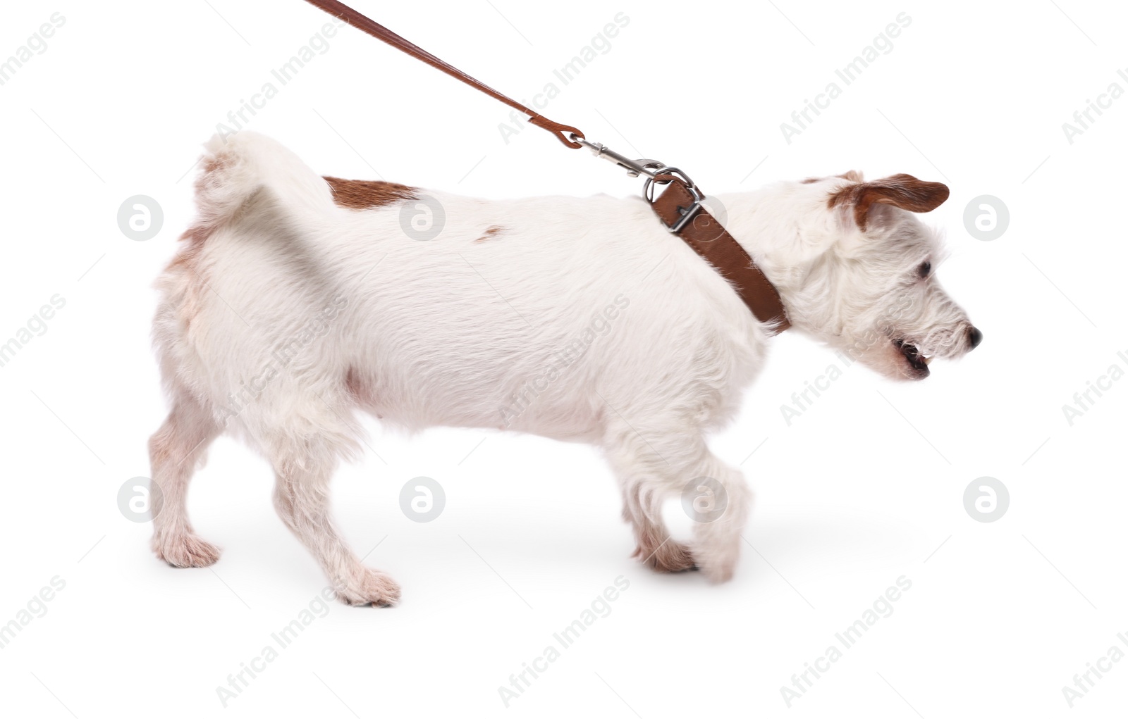 Photo of Cute dog walking on leash against white background