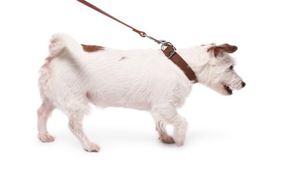 Photo of Cute dog walking on leash against white background