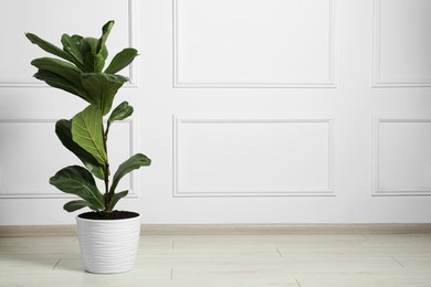 Photo of Fiddle Fig or Ficus Lyrata plant with green leaves on floor near white wall, space for text