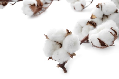 Beautiful fluffy cotton flowers on white background